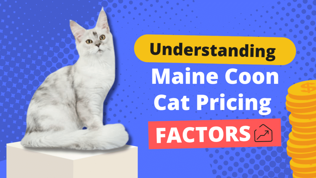 Understanding Maine Coon Cat Pricing Factors