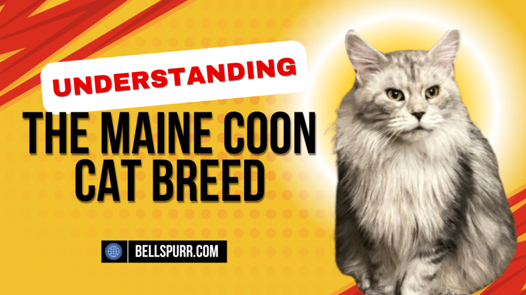 Understanding the Maine Coon Cat Breed-bellspurr