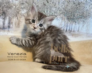 Venezia--maine-coon-for-sale-san-Antonio