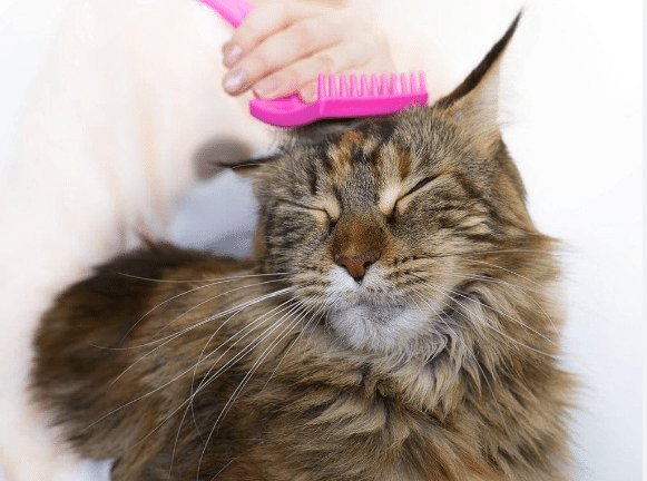 The Complete New Maine Coon Owner's Guide