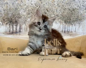 black-silver-maine-coon-for-sale