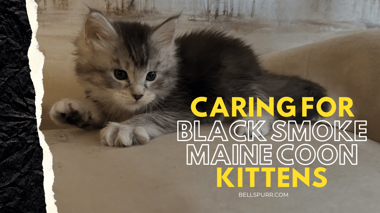 Caring for Black Smoke Maine Coon Kittens