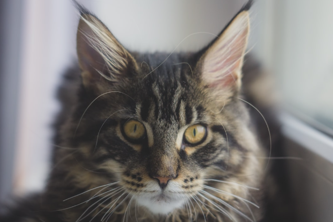 maine-coon-perfect-family-pet