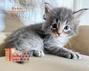 bellspurr-rome-Maine Coon-kittens-for-sale-texas