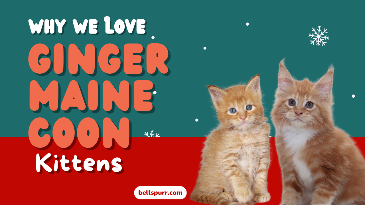 Why-We-Love-Ginger-Maine-Coon-Kittens-bellspurr