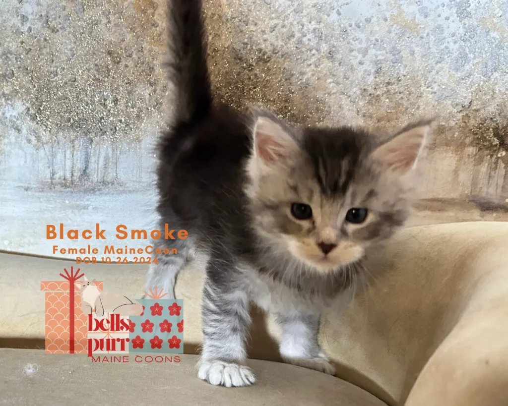 black-smoke-female-maine-coon-kitten-in-texas