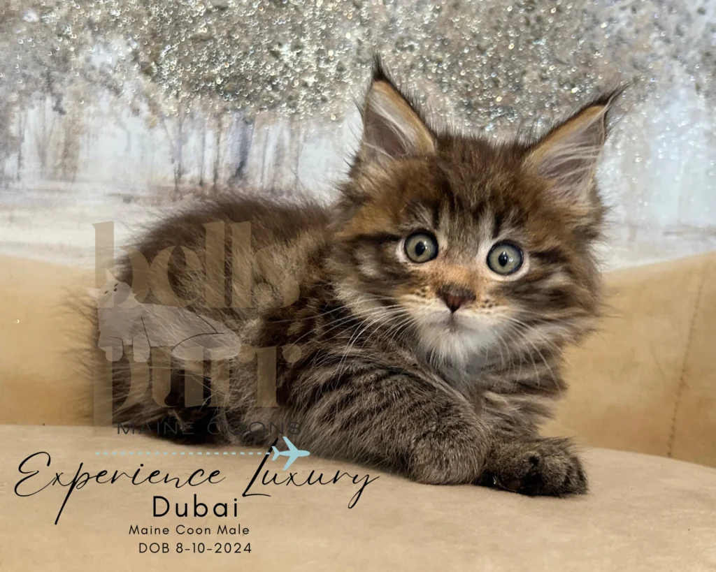 dubai-european -maine-coon-kittens-for-sale