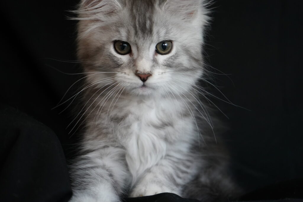 Perugia-Black-Smoke-Maine-coon-kitten-for-sale