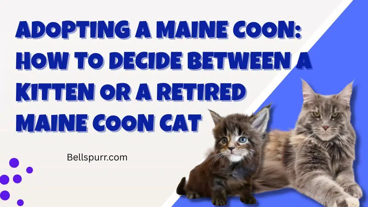 Adopting a Maine Coon Cat: Ultimate Guide to Loving Giant Companions