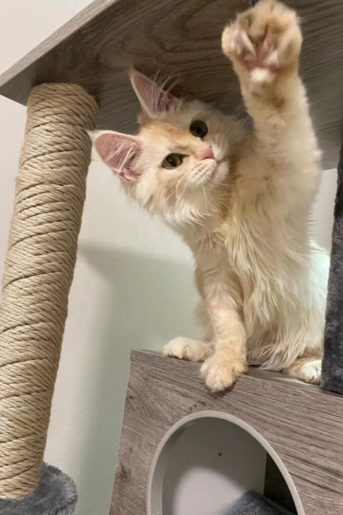 Maine Coon Kitten on a cat tree