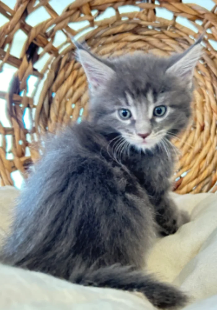 maine-coon-kittens-for-sale-in-texas