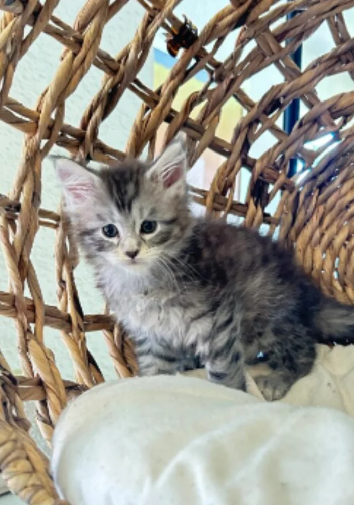 black-silver-maine-coon-baby