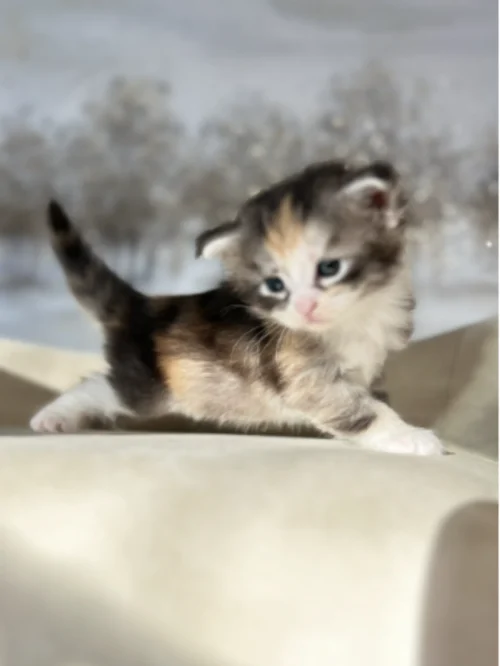 calico-maine-coon-kitten-for-sale-in-texas