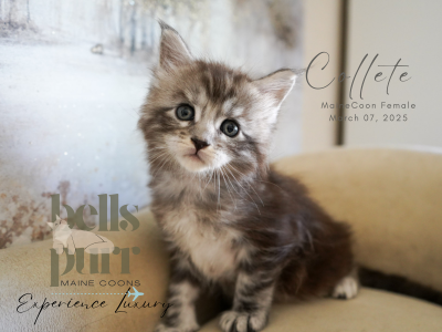 Collete Black Silver Tabby Maine Coon Kitten for sale