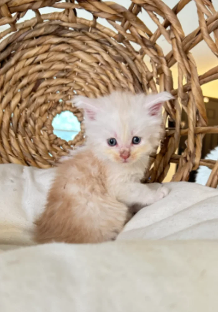 cream-silver-maine-coon-kitten-for-sale-in-dallas