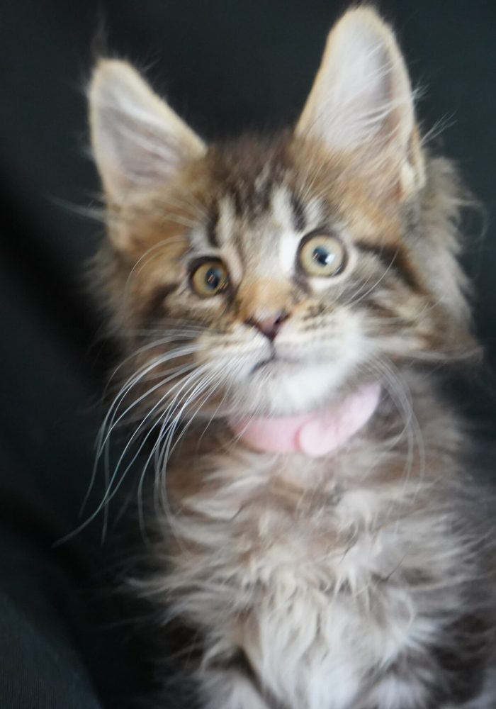 bellspurr-maine-coon-kittens-for-sale