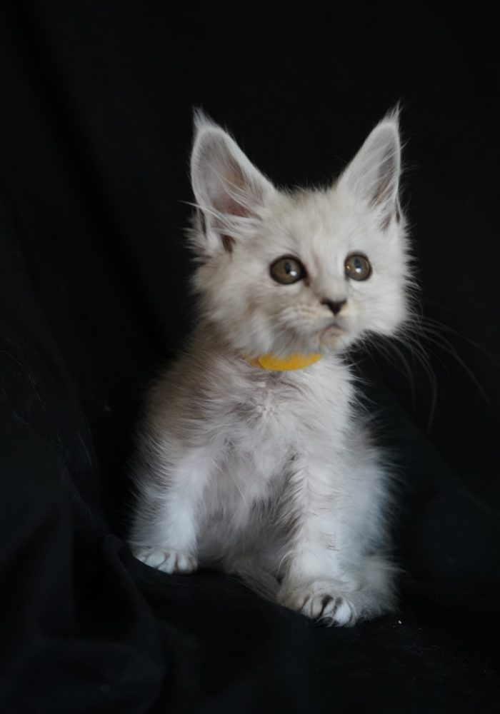 bellspurr-maine-coon-kittens-for-sale