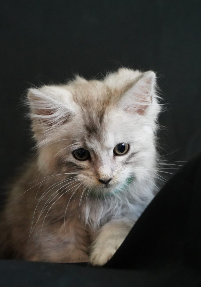 bellspurr-maine-coon-kittens-for-sale