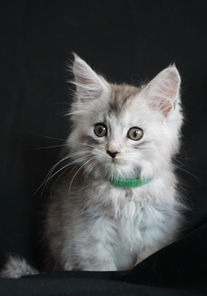 bellspurr-maine-coon-kittens-for-sale