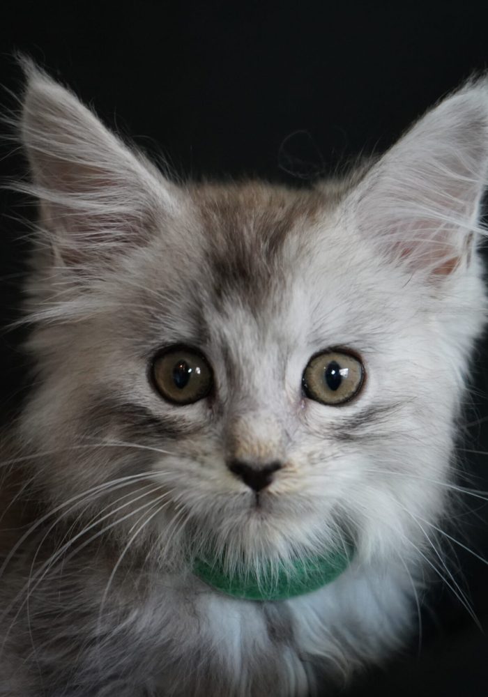 black-smoke-maine-coon-kitten