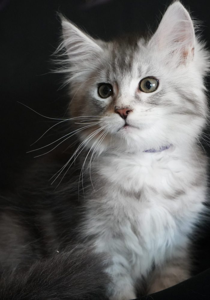 bellspurr-maine-coon-kittens-for-sale