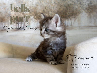 Etienne Black Silver Tabby Maine Coon Kitten for sale 3