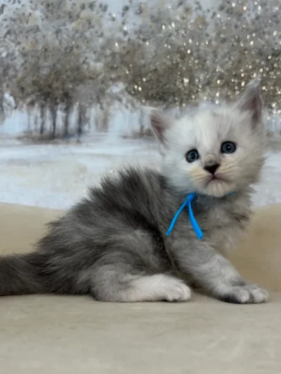 high-smoke-Maine-coon-kitten-in-Texas