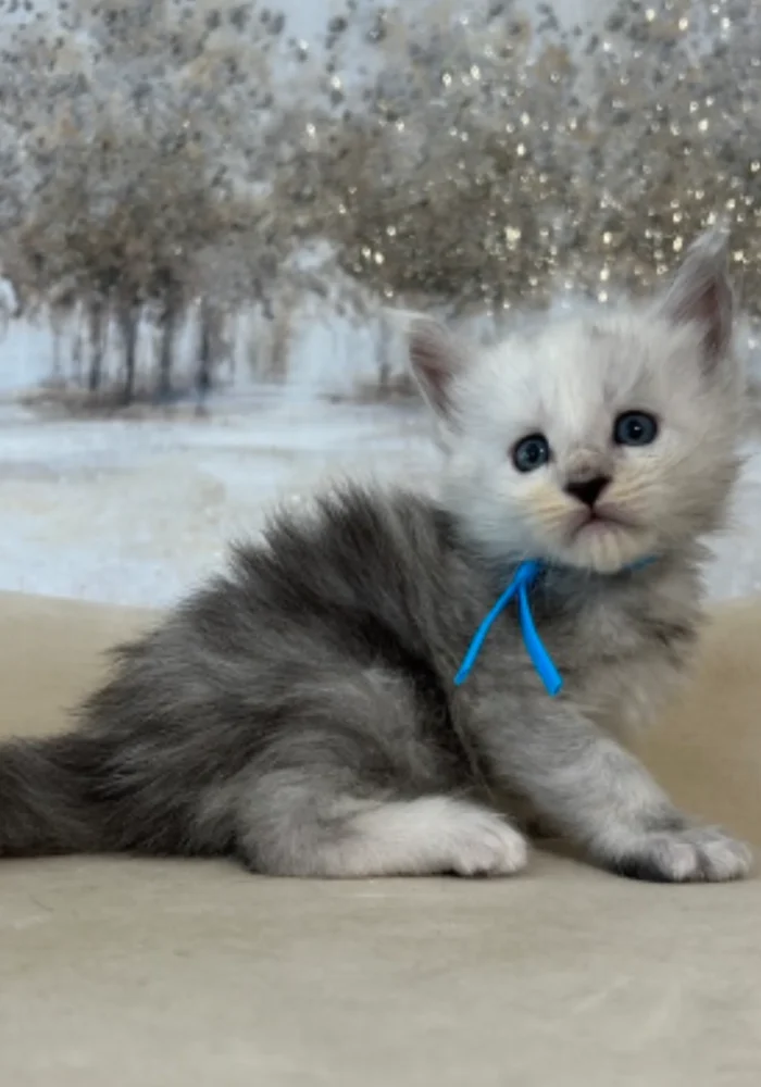 high-smoke-Maine-coon-kitten-in-Texas