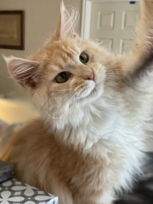 When Do Maine Coon Cats Develop Their Mane?