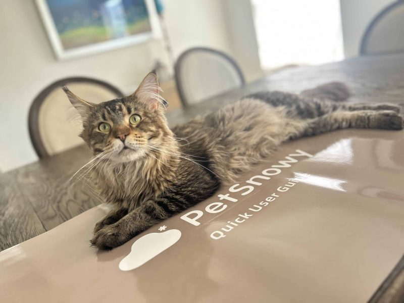 "Maine Coon cat sitting atop Petsnowy self-cleaning litter box manual"