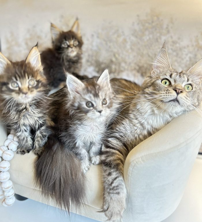 bellspurr-Male-vs-Female-Maine-Coon-Cats