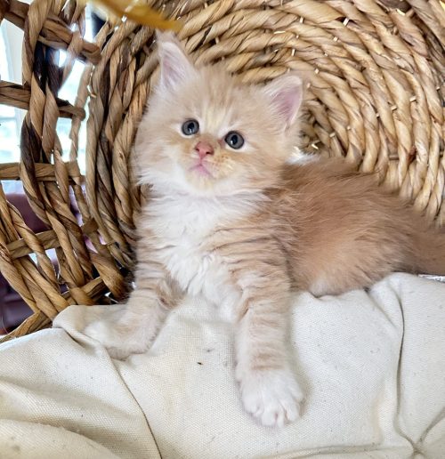 orange-maine-coon-kitten-for-sale