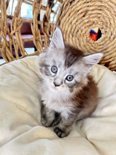 maine-coon-for-sale