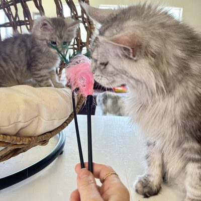 blue-silver-maine-coon-with-her-mom