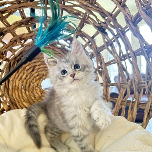 blue-silver-maine-coon-kittens-for-sale