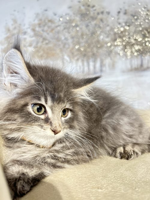 bellspurr Should I Get a Maine Coon Kitten ?