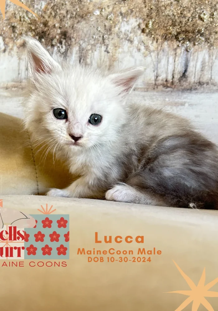 Lucca male chinchilla maine coon kitten for sale