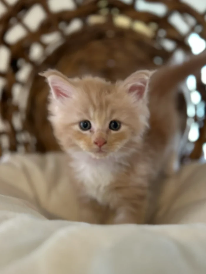 orange-maine-coon-kittens-for-sale