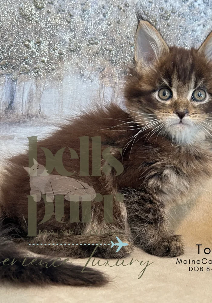 Tokyo -european -maine-coon-cat-kittens-for-sale