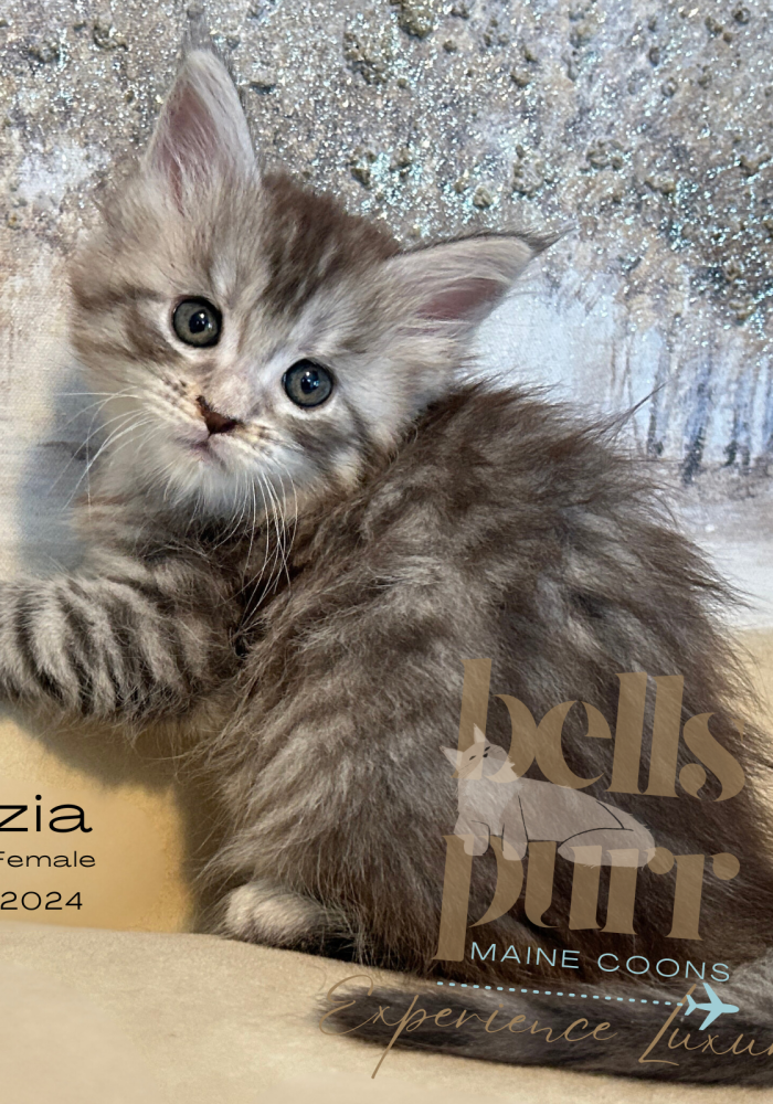 Venezia--maine-coon-for-sale