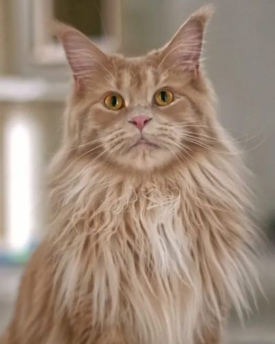 maine-coon-new-england