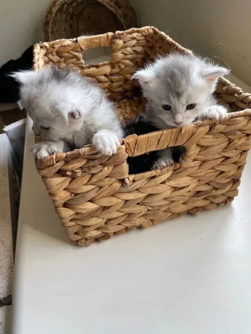 baby-maine-coon-kittens-for-sale